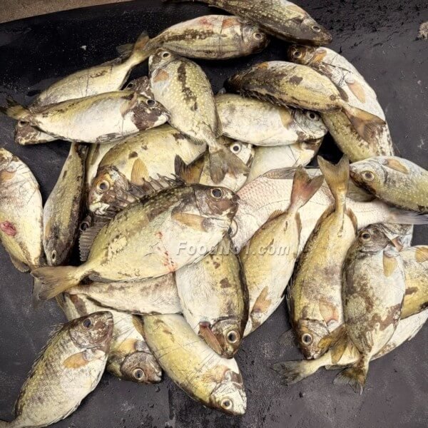 新鮮上水泥鯭魚