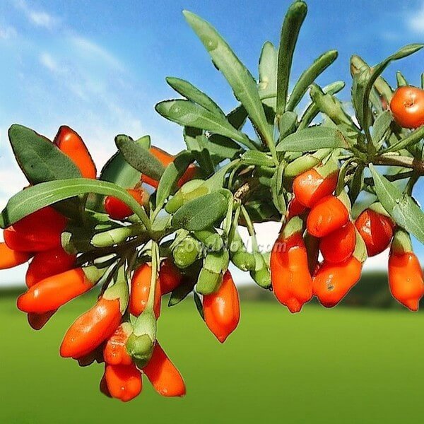 杞子 (Goji Berries)：東方紅寶石的養生奧秘