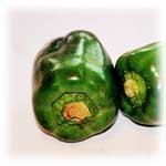 food-tt-20000124b03.jpg (3457 bytes)