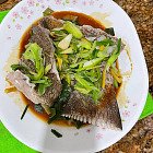 薑蔥蒸澳洲大不知名大石斑尾