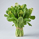 菜心 Chinese Flowering Cabbage