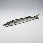 沙梭魚 barracuda