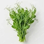 豆苗 pea-shoots