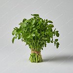 西洋菜 Watercress