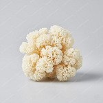 銀耳 White Fungus
