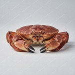 䱽（棕蟹） brown crab