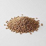 扁豆 Lentils