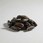 青口 mussel
