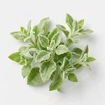 冰草（水晶冰菜） ice-plant