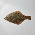 比目魚 flounder