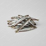 多春魚 capelin