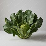 花椰菜葉 Cauliflower leaves