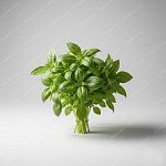 羅勒葉 Basil
