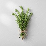 迷迭香 Rosemary