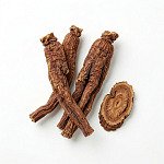 當歸 angelica-root