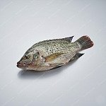 吳郭魚 tilapia