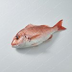 鯛魚（紅魚） snapper