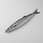 秋刀魚 pacific saury