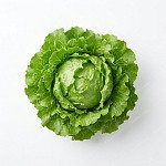 生菜 lettuce