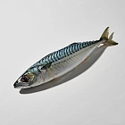 馬鮫魚 mackerel