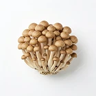 秀珍菇 shimeji-mushroom