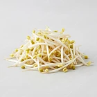 綠豆芽 Mung bean sprouts