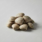 帶殼蜆 Fresh Clams