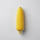 粟米芯 Corn Cob