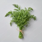 蒔蘿 Dill
