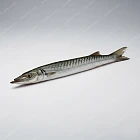 沙梭魚 barracuda