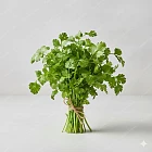 芫茜 Cilantro