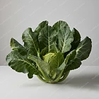 花椰菜葉 Cauliflower leaves