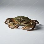 青蟹 mud crab