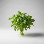 羅勒葉 Basil