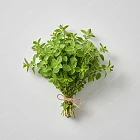 牛至葉 Oregano