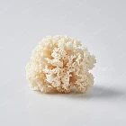 銀耳 White fungus