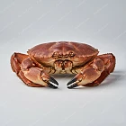 䱽（棕蟹） brown crab