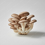 秀珍菇 (Oyster Mushroom) 秀珍菇 Oyster Mushroom
